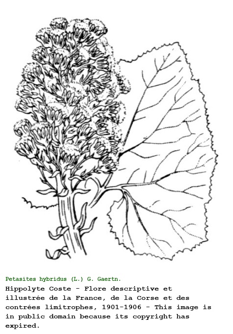 Petasites hybridus (L.) G. Gaertn. & al.